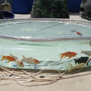 水晶鱼池